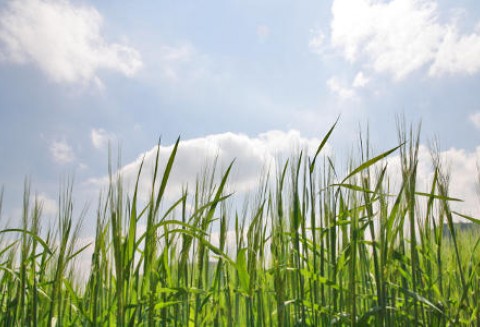 Krajowe ceny zbóż w punktach skupu
