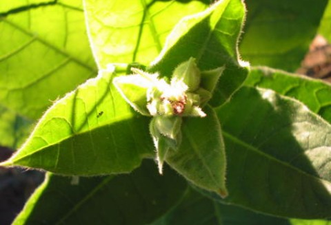 Czy rośliny zrewolucjonizują wszystkie światowe lotniska i poprawią ich bezpieczeństwo?