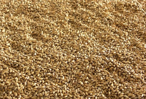 Ceny zbóż na giełdach światowych–19.10.2011