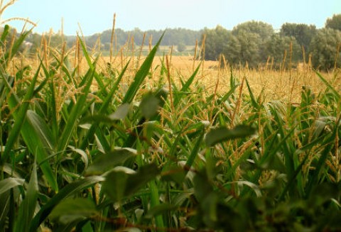 Tydzień na rynku giełdowym zbóż – 19.03.2012