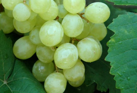 Peru – Wzrost eksportu winogron