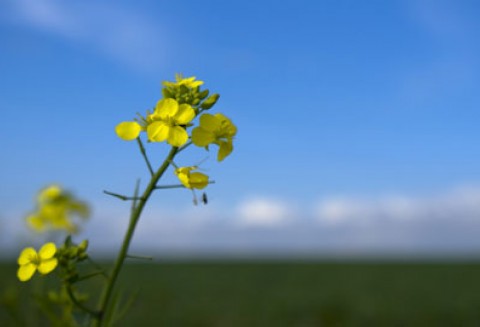 Śruta rzepakowa cennym surowcem paszowym w akwakulturze