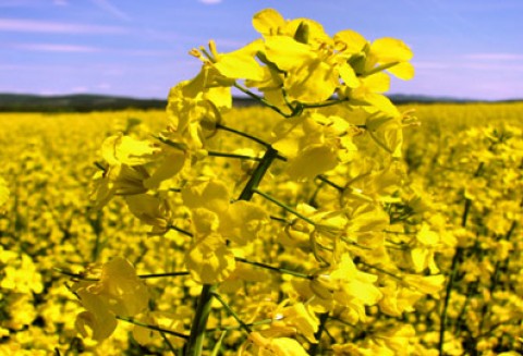 Od pola do baku i z powrotem: UFOP na temat certyfikacji biopaliw w Niemczech