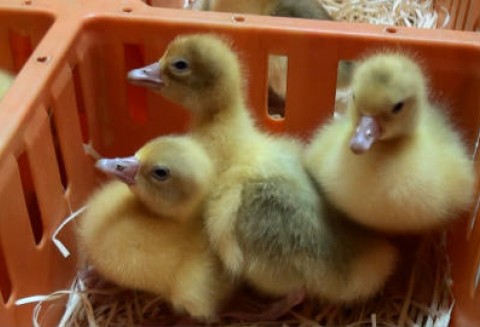 Wręczenie piskląt gęsi w Ostrzeszowie