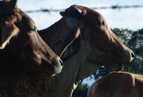 Irlandia - Wzrost eksportu mięsa