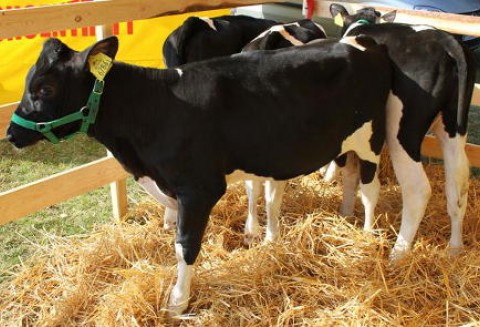 Wielka Brytania – Będzie mniej wołowiny