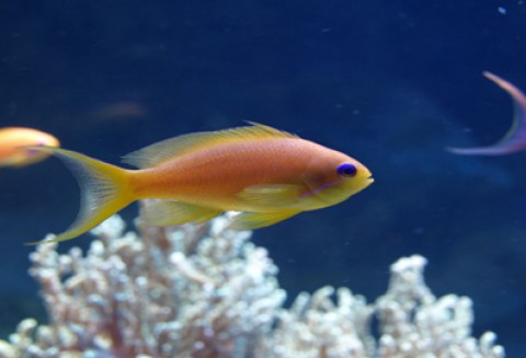 Marek Sawicki przewodniczył spotkaniu unijnych ministrów odpowiedzialnych za rolnictwo i rybołówstwo