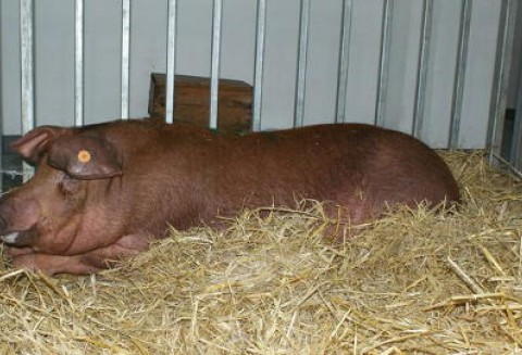 Spadek liczby ubojów unijnej trzody chlewnej