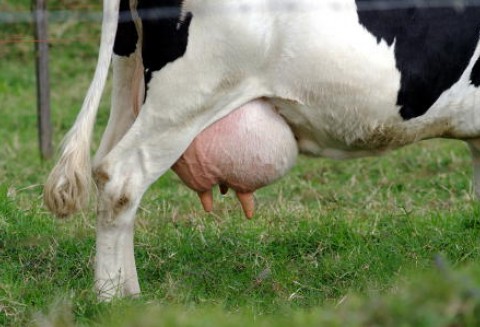 Chiny – Sklonowane krowy, które mogą dawać mleko z ludzkim białkiem