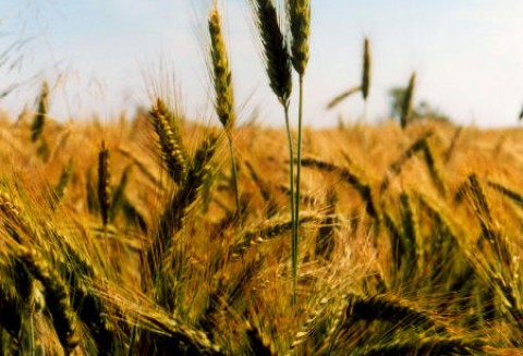 Ceny zbóż na giełdach światowych - 29.11.2011