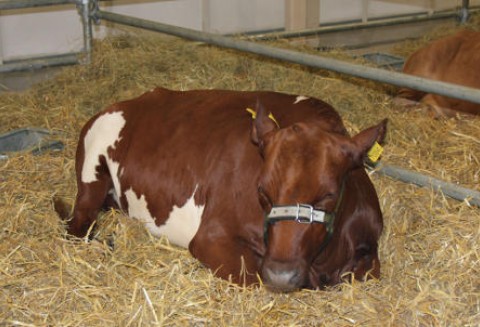 Nowa Zelandia – Spadek eksportu wołowiny