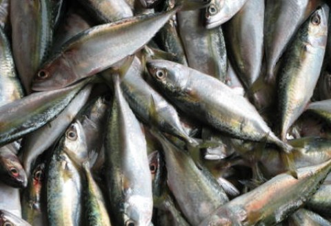 Zbiorowy pozew rybaków przeciw MRiRW