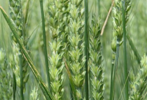 Rosja – Rekordowy eksport pszenicy