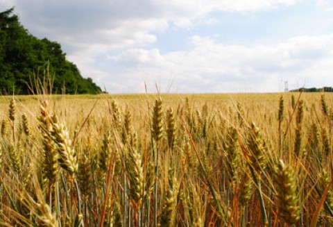 Kalkulacje kosztów produkcji