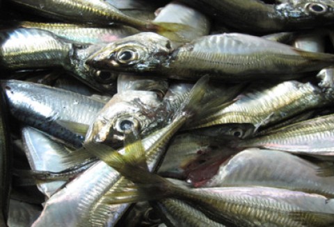 Sprawy rybołówstwa na unijnej Radzie Ministrów