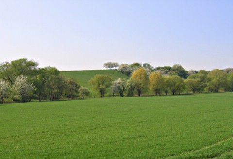 Tylko do 1 sierpnia ARiMR przyjmuje w tym roku wnioski o pomoc na zalesianie