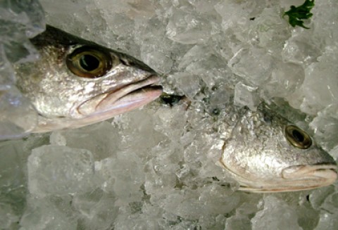 Oświadczenie w sprawie kar za połowy dorsza w 2007 r.