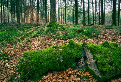 Już czas na złożenie wniosków o wypłatę wsparcia na grunty zalesione w ramach PROW 2007 -2013