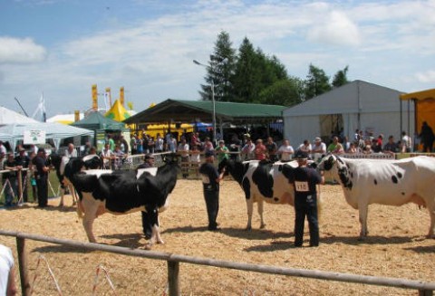 Superczempionaty, czempionaty i wiceczempionaty XIII Regionalnej Kujawsko-Pomorskiej Wystawy Zwierząt Hodowlanych