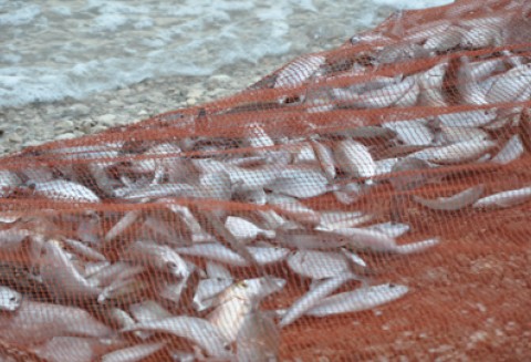 1,8 miliarda złotych zostało zakontraktowane przez ARiMR w ramach PO RYBY 2007 - 2013