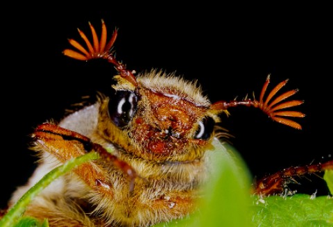Plaga chrabąszczy i pędraków niszczy uprawy