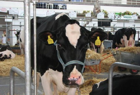 Mniej bydła we Francji i Niemczech