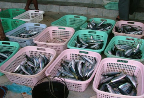 Zakaz połowów śledzi