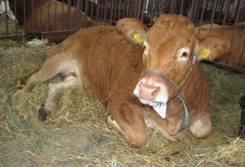 Unijny rynek mięsa i żywca wołowego