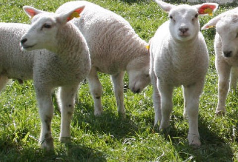 Od 15 marca br. można składać w ARiMR wnioski o przyznanie płatności bezpośrednich, ONW i rolnośrodowiskowych za 2011 r.