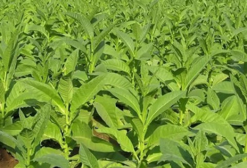 Plantatorzy tytoniu liczą, że w 2012 roku znajdą się dla nich środki