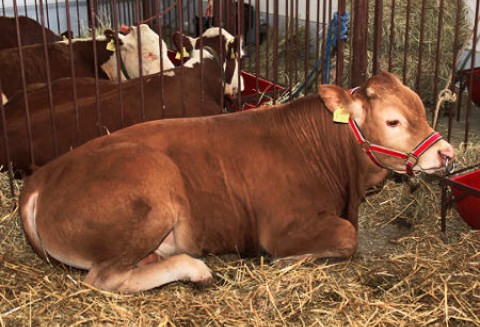 Argentyna – Spadek spożycia mięsa wołowego