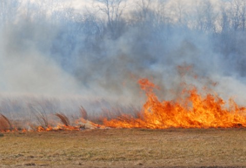 ARiMR przypomina, że wypalanie traw przez rolników jest szkodliwe, zabronione i grożą za to sankcje finansowe