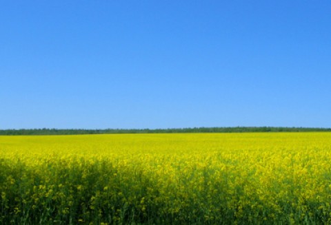 VIII Dni Przedsiębiorcy Rolnego