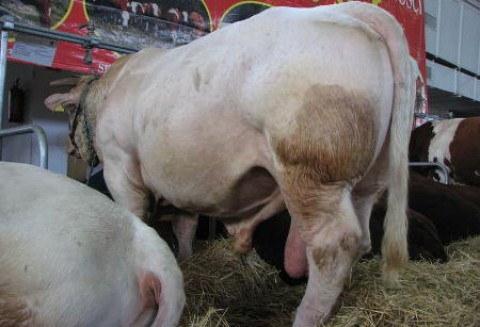 USA - Spadek produkcji wołowiny