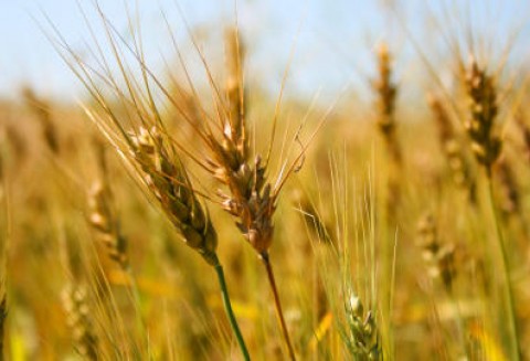 Żniwa się opóźniają przez deszcze, co zwiększa ryzyko wystąpienia chorób ziaren