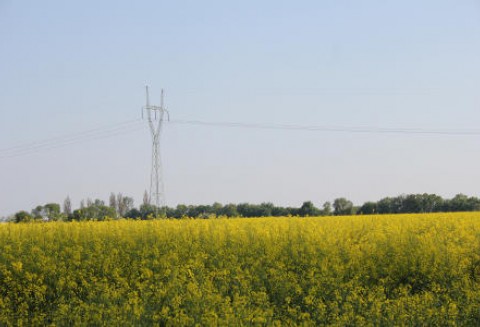 Unijnego rzepaku będzie bardzo mało