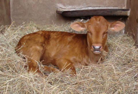 Wielka Brytania – Wzrost eksportu wołowiny