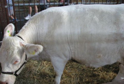 Australia - Wzrost eksportu mięsa wołowego