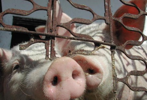 Chiny – Wsparcie krajowej produkcji wieprzowiny