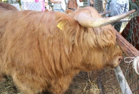 Lista laureatów z XX Targów Rolniczych Lubniewice 2011