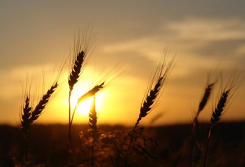 Zielona księga na temat promocji europejskich smaków