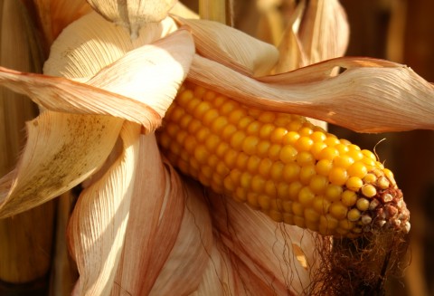 Ceny zbóż i oleistych na giełdach światowych–29.09.2011