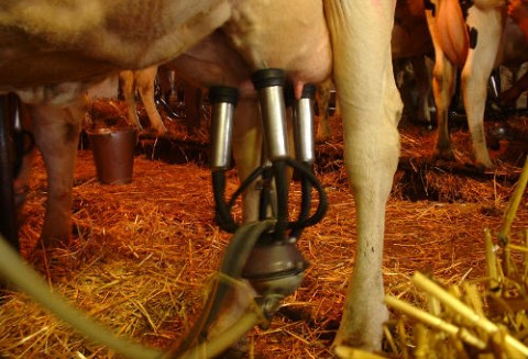 Mleczarnia w Brzegu ogłosiła upadłość, pracę straciło ponad czterdzieści osób