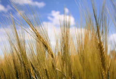 Ceny zbóż na giełdach światowych – 10.04.2012