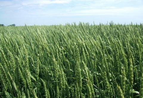 Ceny zbóż na giełdach krajowych