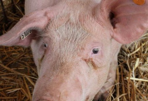 Eksport unijnej wieprzowiny