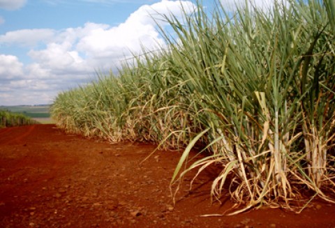 Najnowszy raport Worldwatch Institute wskazuje na globalny wzrost produkcji biopaliw w 2010 roku