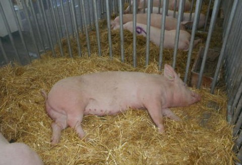 Ceny trzody chlewnej zebrane przez 