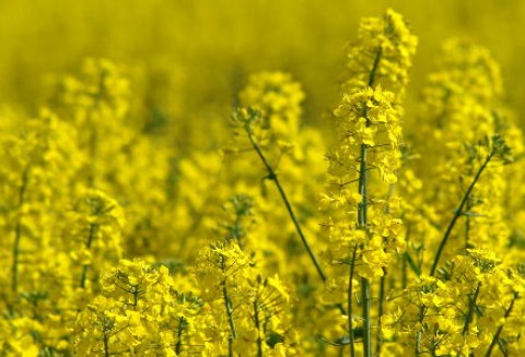 Tydzień na rynku giełdowym oleistych – 19.03.2012