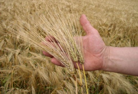 Rozporządzenie ws. dopłat z tytułu zużytego do siewu lub sadzenia materiału siewnego kategorii elitarny lub kwalifikowany